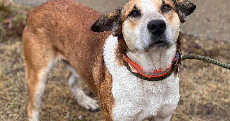 Ein Haustier adoptieren | Funktionen/Unterhaltung – Huntington Herald Dispatch Ein Haustier adoptieren | Funktionen/Unterhaltung – Huntington Herald Dispatch