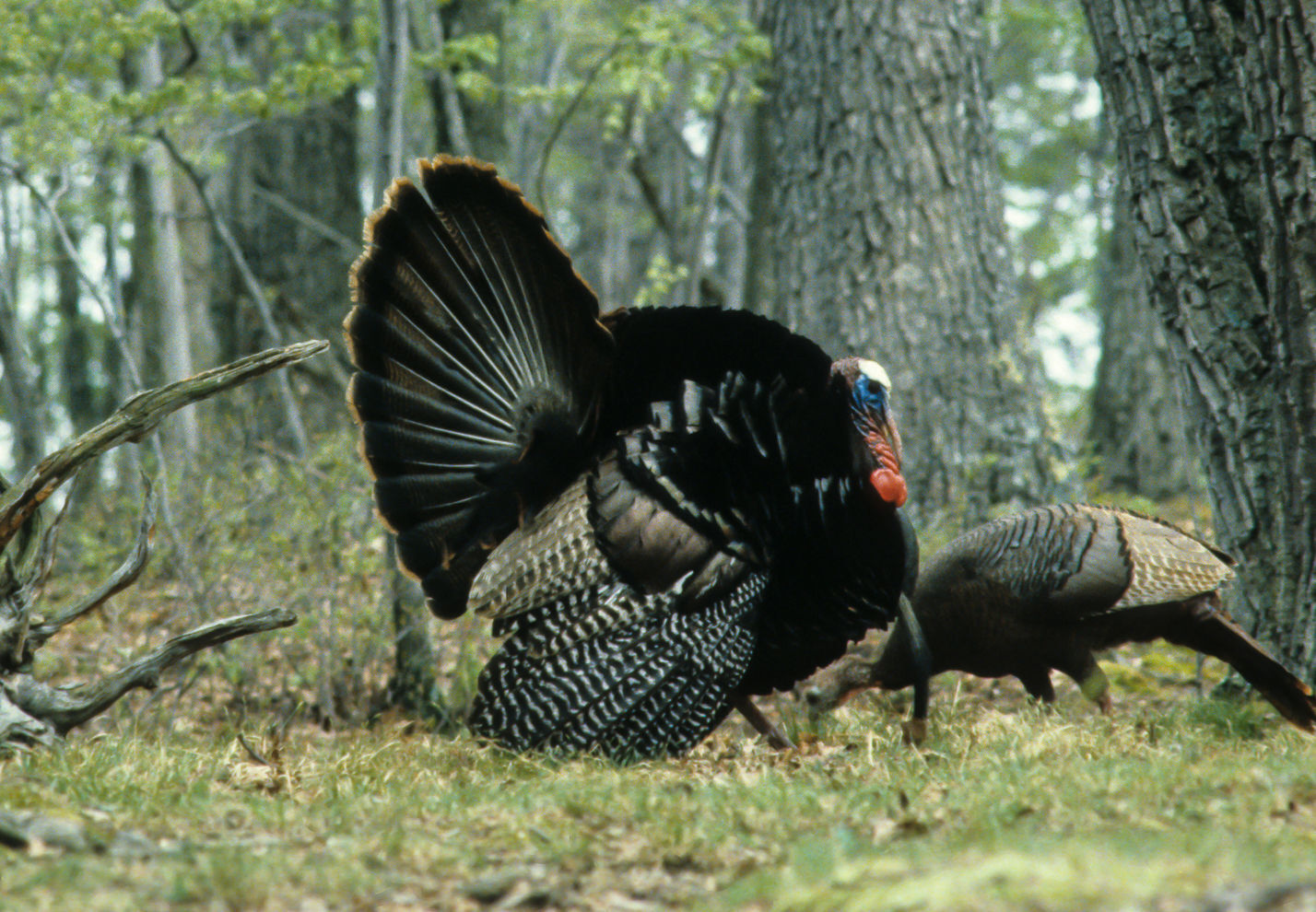 spring turkey season 