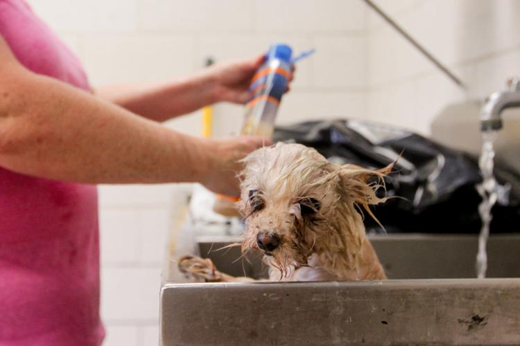 Photos Volunteers help Huntington Animal Control Multimedia herald