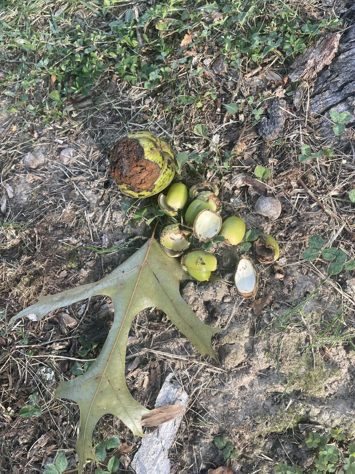 Telltale signs of squirrel activity hickory nut and whiteoak acorns.JPEG