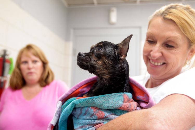 Photos Volunteers help Huntington Animal Control Multimedia herald