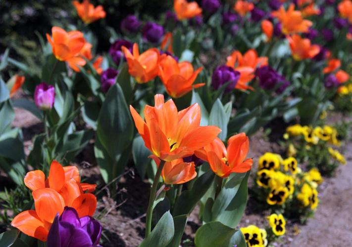 Gallery: Spring Flowers | Photos News | herald-dispatch.com