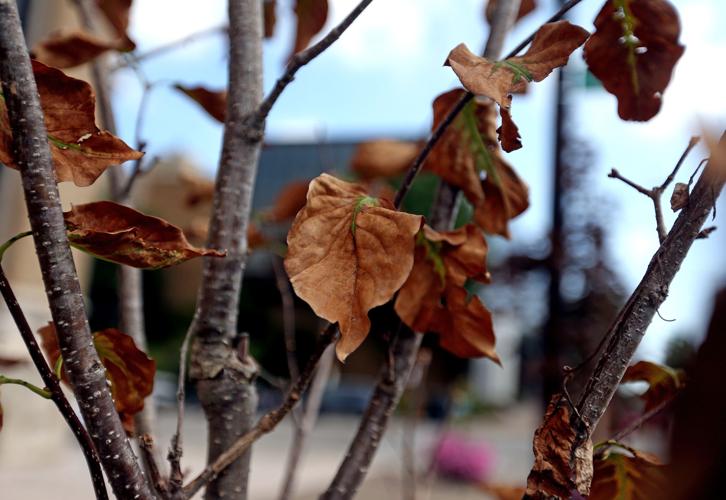 Abnormally dry conditions affect beginning of fall foliage season in WV ...