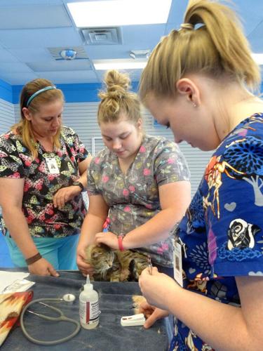 Mountwest graduates first class of vet techs | Business |  herald-dispatch.com