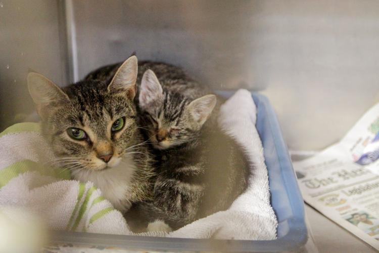 Photos Volunteers help Huntington Animal Control Multimedia herald