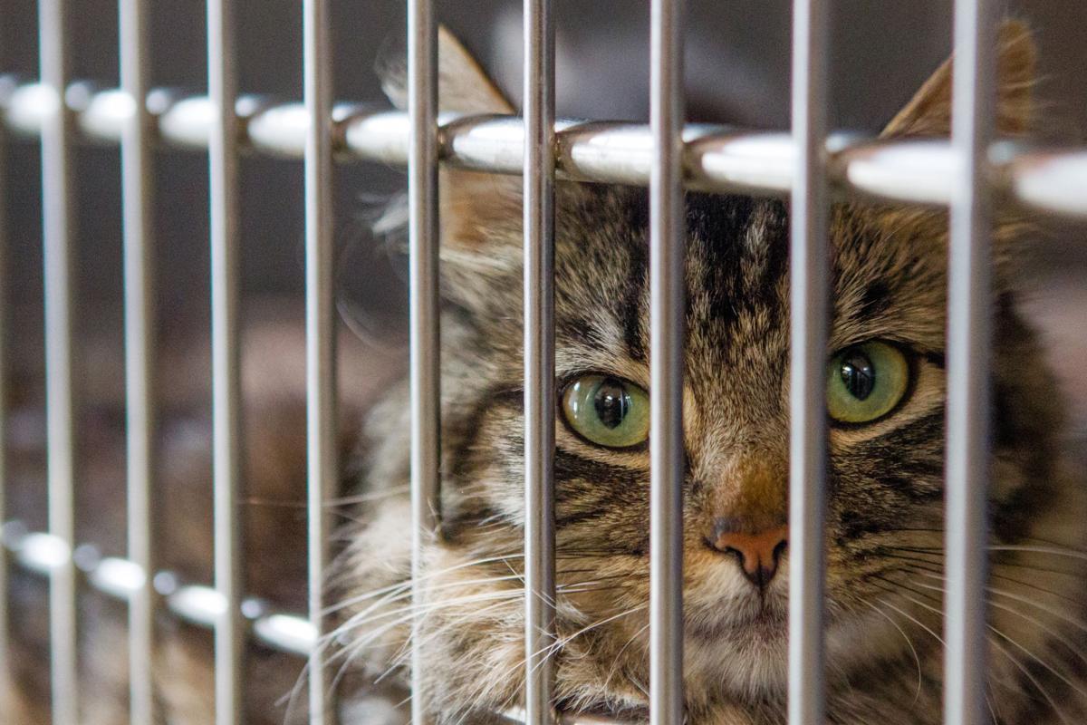 Animal Shelter To Reduce Cat Adoption Fee Halt Cat Intake Amid