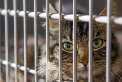 Animal Shelter To Reduce Cat Adoption Fee Halt Cat Intake Amid