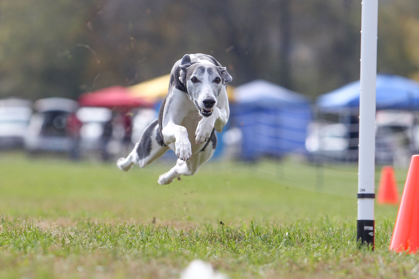 fast dog agility
