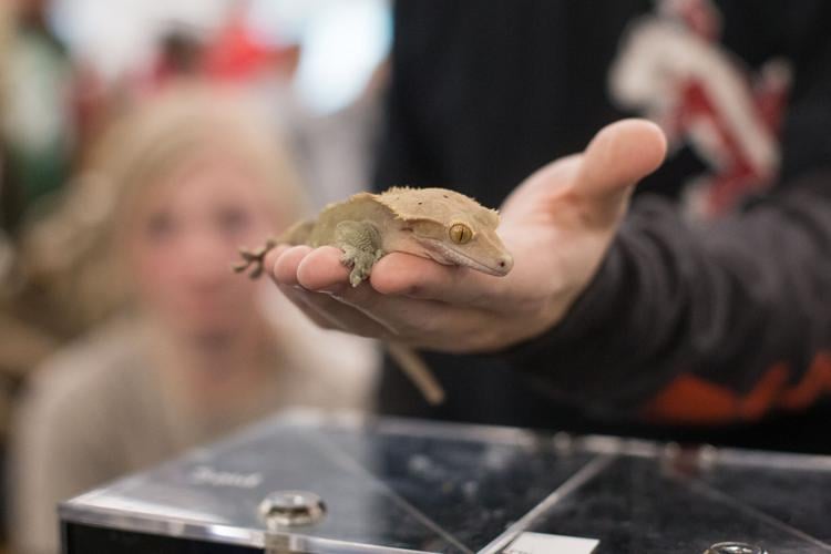 Photos West Virginia Reptile Expo visits Mountain Health Arena