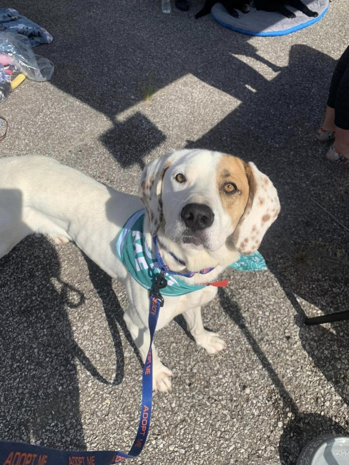 Adopt A Pet | Features/Entertainment | Herald-dispatch.com