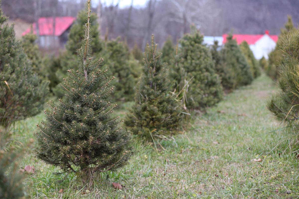 Christmas Trees Are Big Business And Hard Work Business Herald Dispatch Com