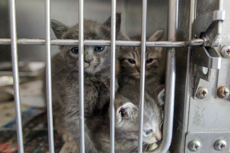 Photos Volunteers help Huntington Animal Control Multimedia herald