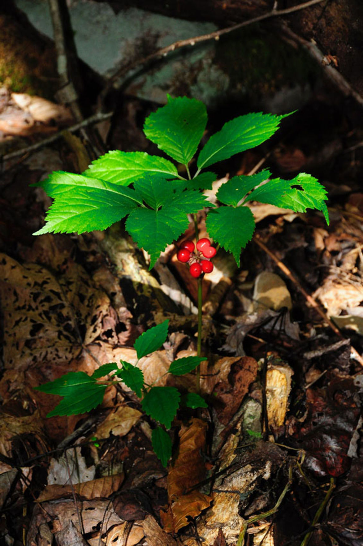 Ginseng season starts Sept. 1 in WV News