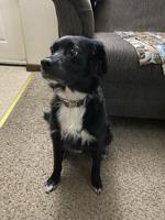 Neighbor sets up GoFundMe for Milton car crash victim, service dog