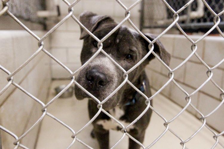 Photos Volunteers help Huntington Animal Control Multimedia herald