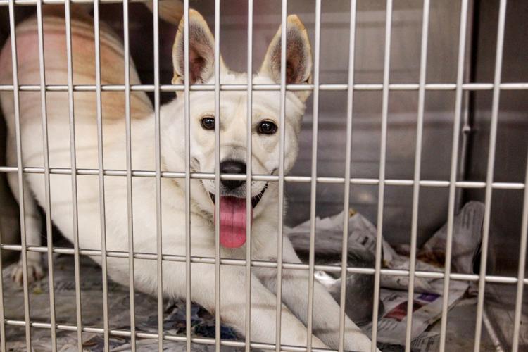 Photos Volunteers help Huntington Animal Control Multimedia herald