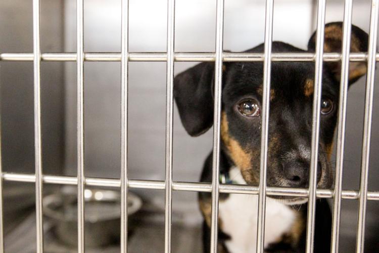 Photos Volunteers help Huntington Animal Control Multimedia herald