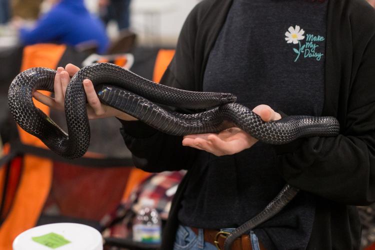 Photos West Virginia Reptile Expo visits Mountain Health Arena