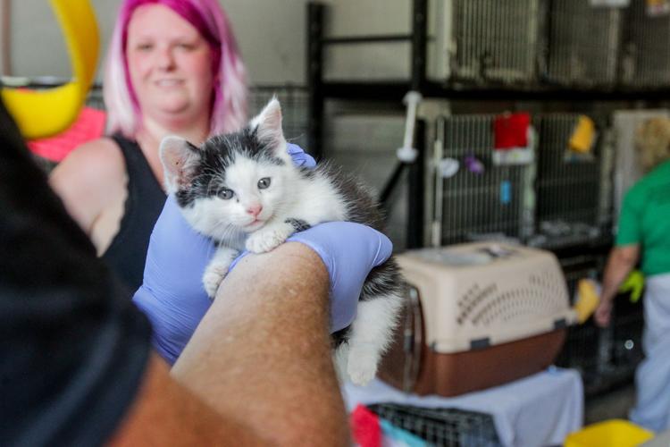 Photos Volunteers help Huntington Animal Control Multimedia herald
