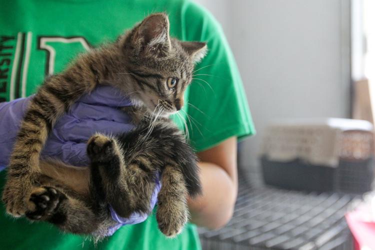 Photos Volunteers help Huntington Animal Control Multimedia herald