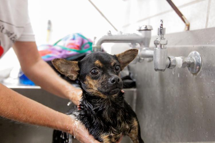 Photos Volunteers help Huntington Animal Control Multimedia herald