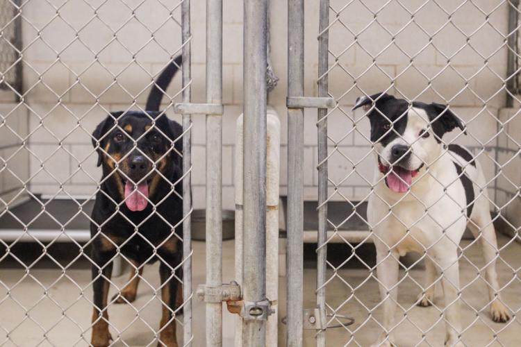 Photos Volunteers help Huntington Animal Control Multimedia herald