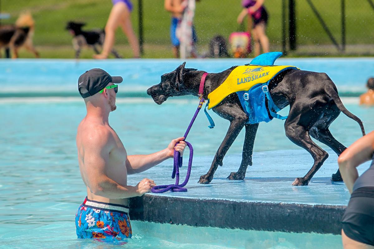 k9 swimming