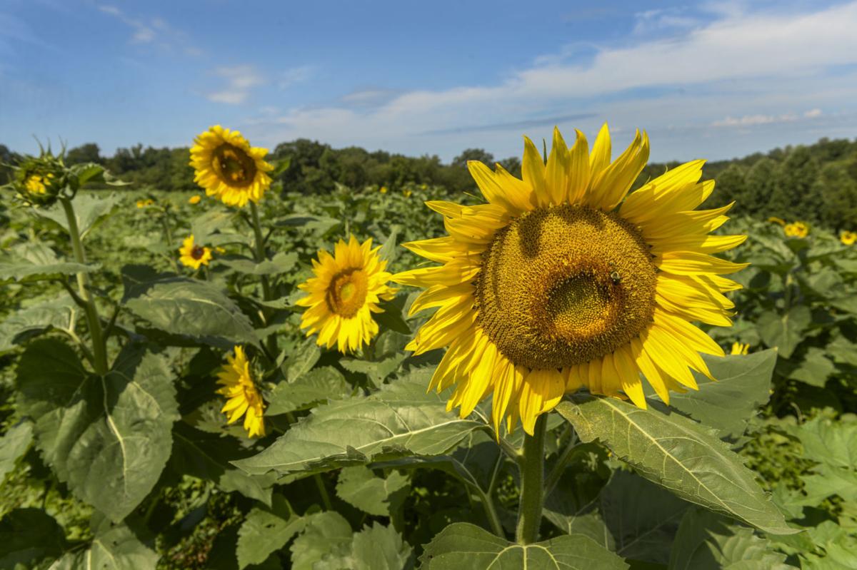 Summer Turns Sunny Side Up Farm Offers Family Fun In Fields Of Sunflowers Features Entertainment Herald Dispatch Com