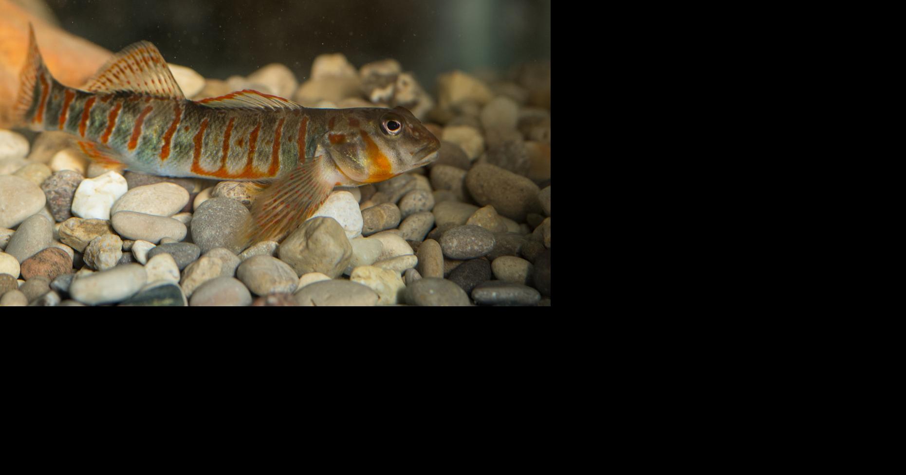 Feds designate 338 miles of WV streams as critical habitat for ...