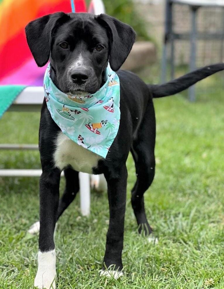 Tennessee Titans Dog Bandana Tennessee Dog Bandana Titans -   Norway