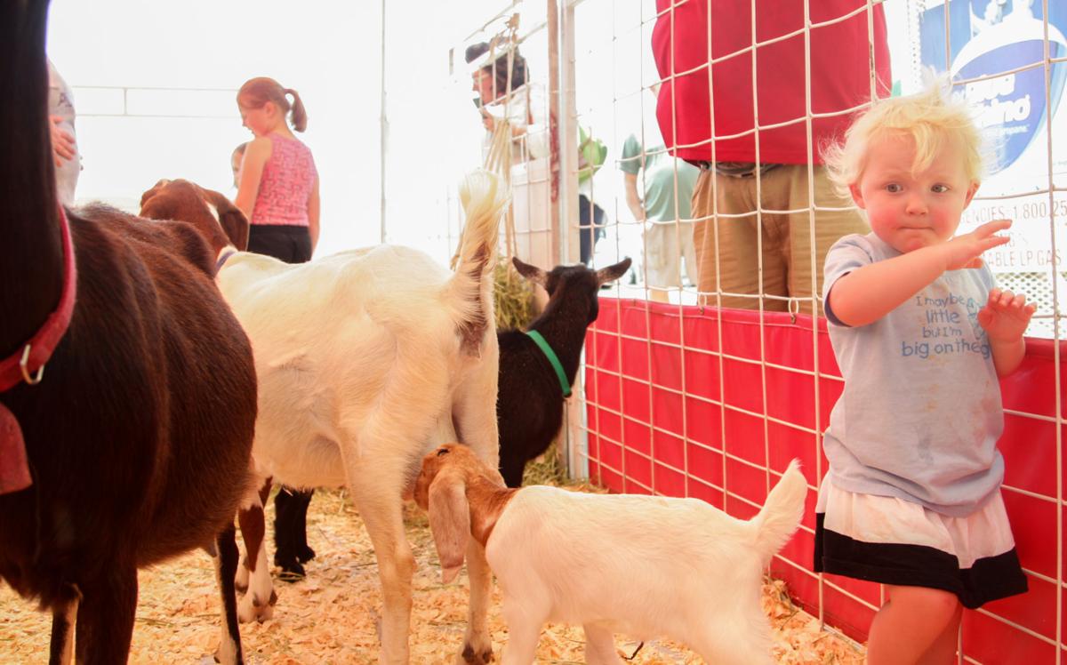 Great American Petting Zoo returns to Tri-State | Features ...