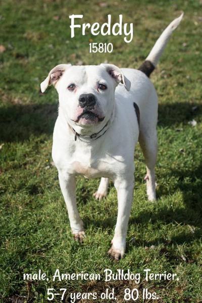 adopt a pet features entertainment herald dispatch com
