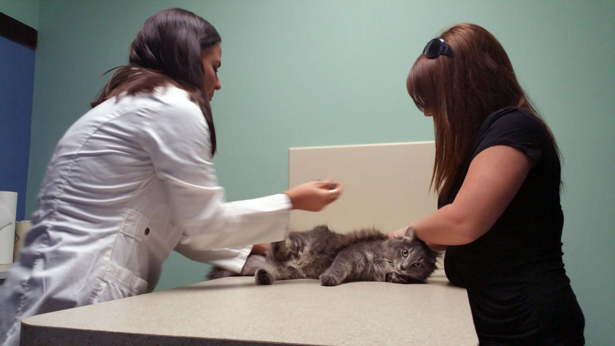 Guyan Animal Hospital Reopens Doors Business Herald Dispatch Com