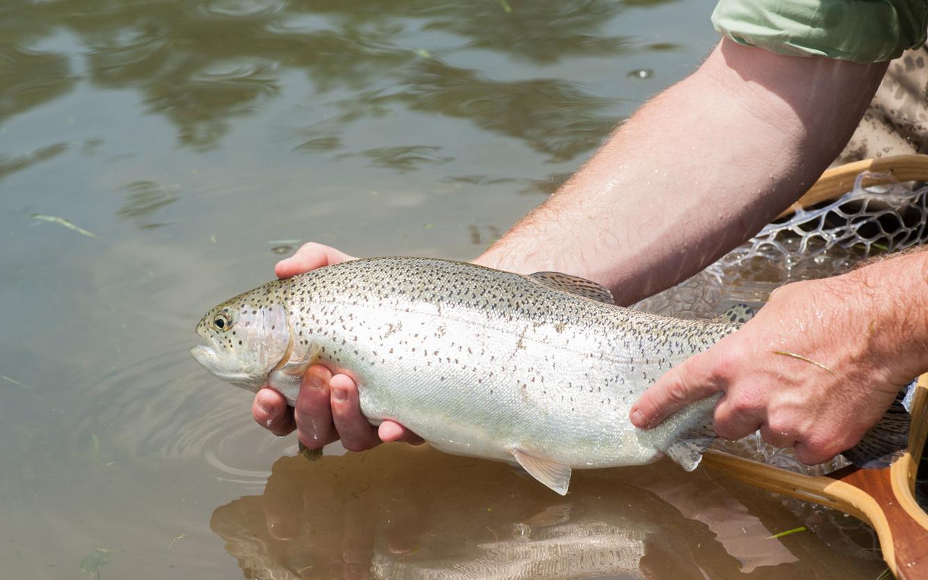 DNR Fall trout stockings will begin Oct. 19 despite low water News