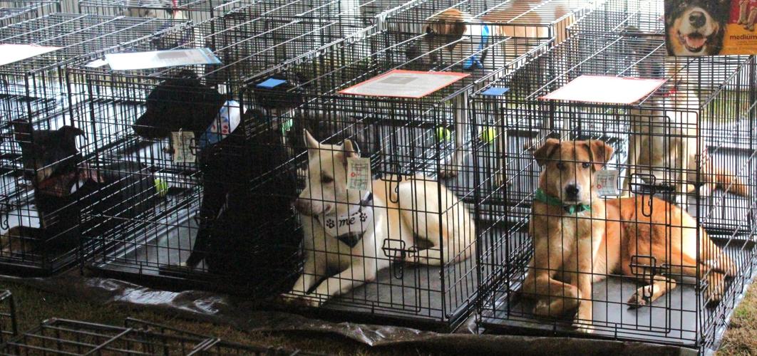 Dogs find forever homes at multi-shelter adoption event | Putnam News ...