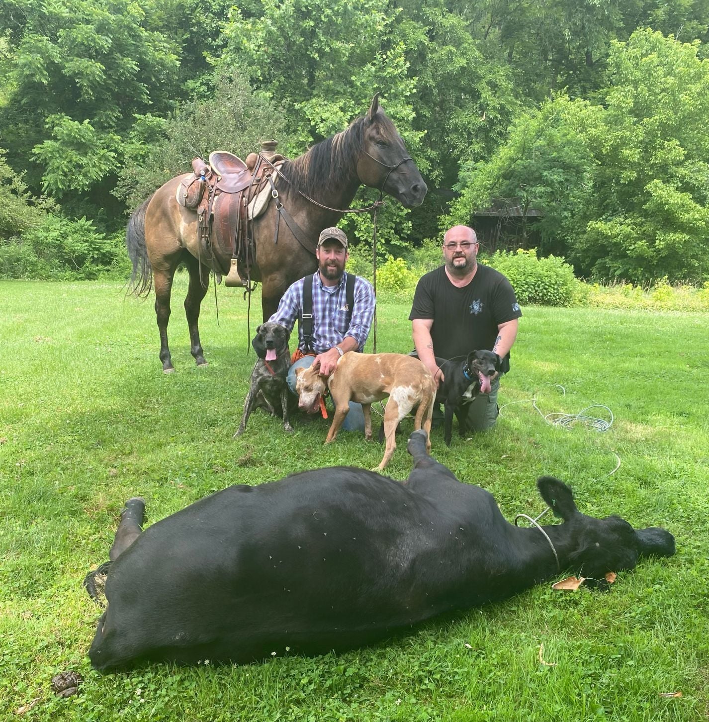 Police roundup: Last of cattle in WV captured Sunday - Vimarsana News