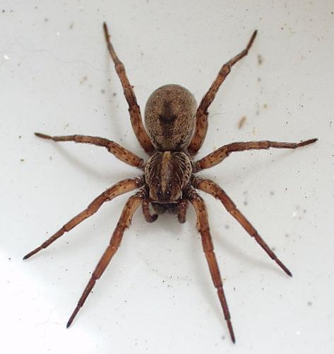 Wolf Spiders - The Australian Museum