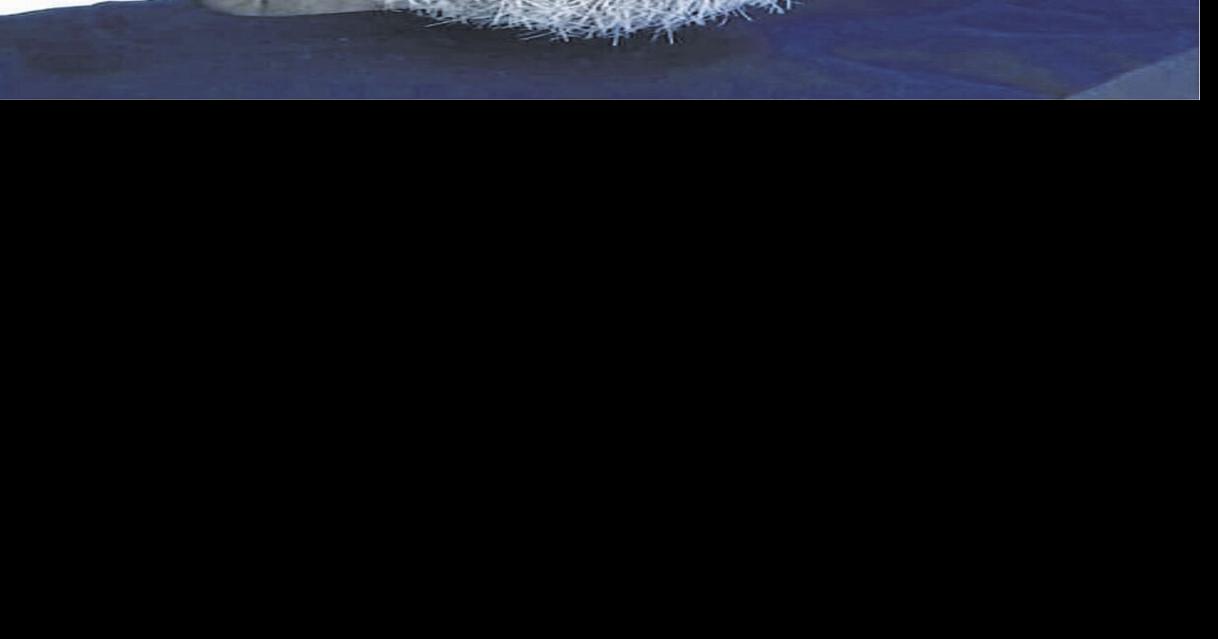 Jonathan Allen Clay West Virginia