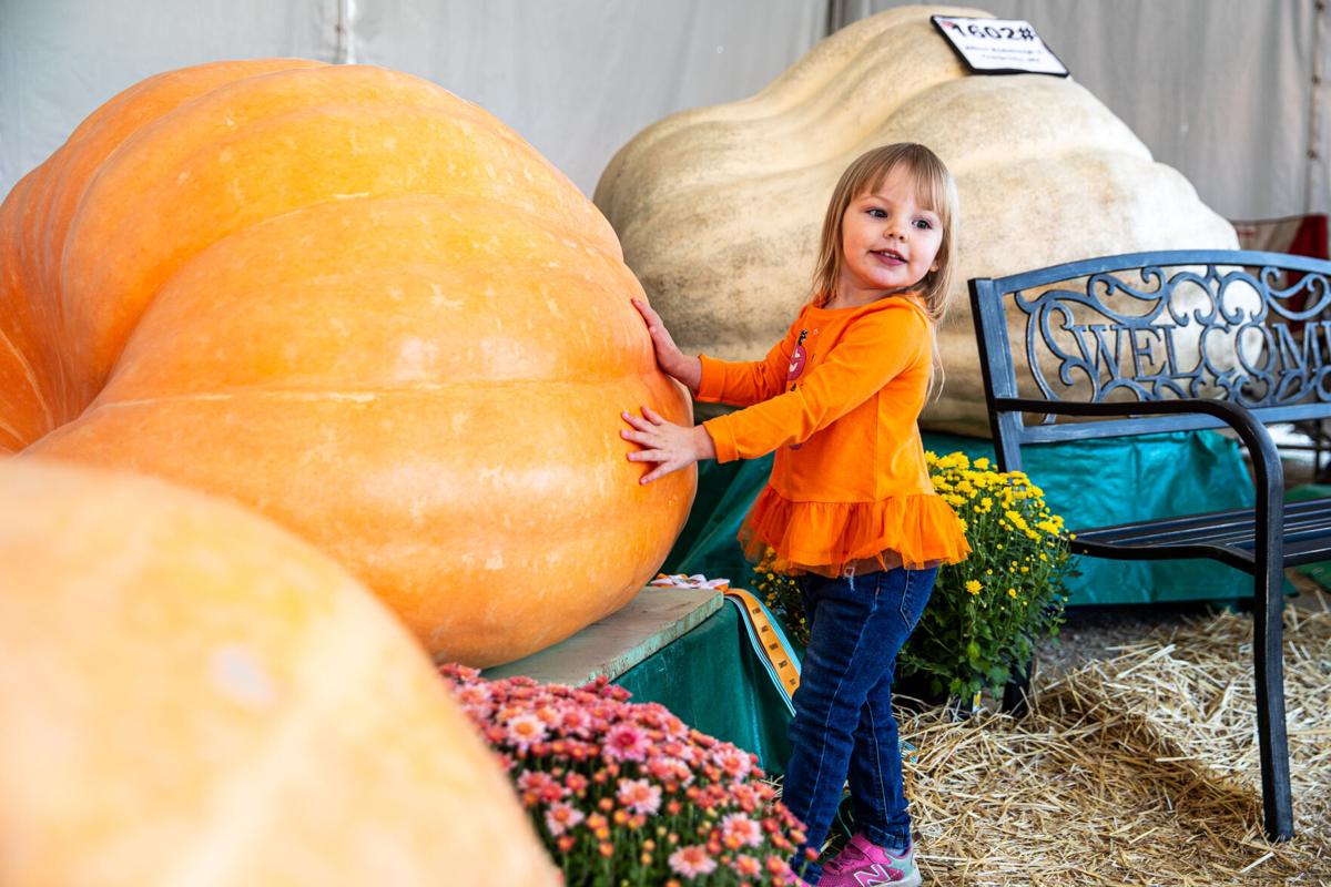 Thousands come to see thousandpound pumpkins at festival in Milton