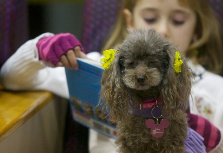 Children read to therapy dogs as part of library program | News ...