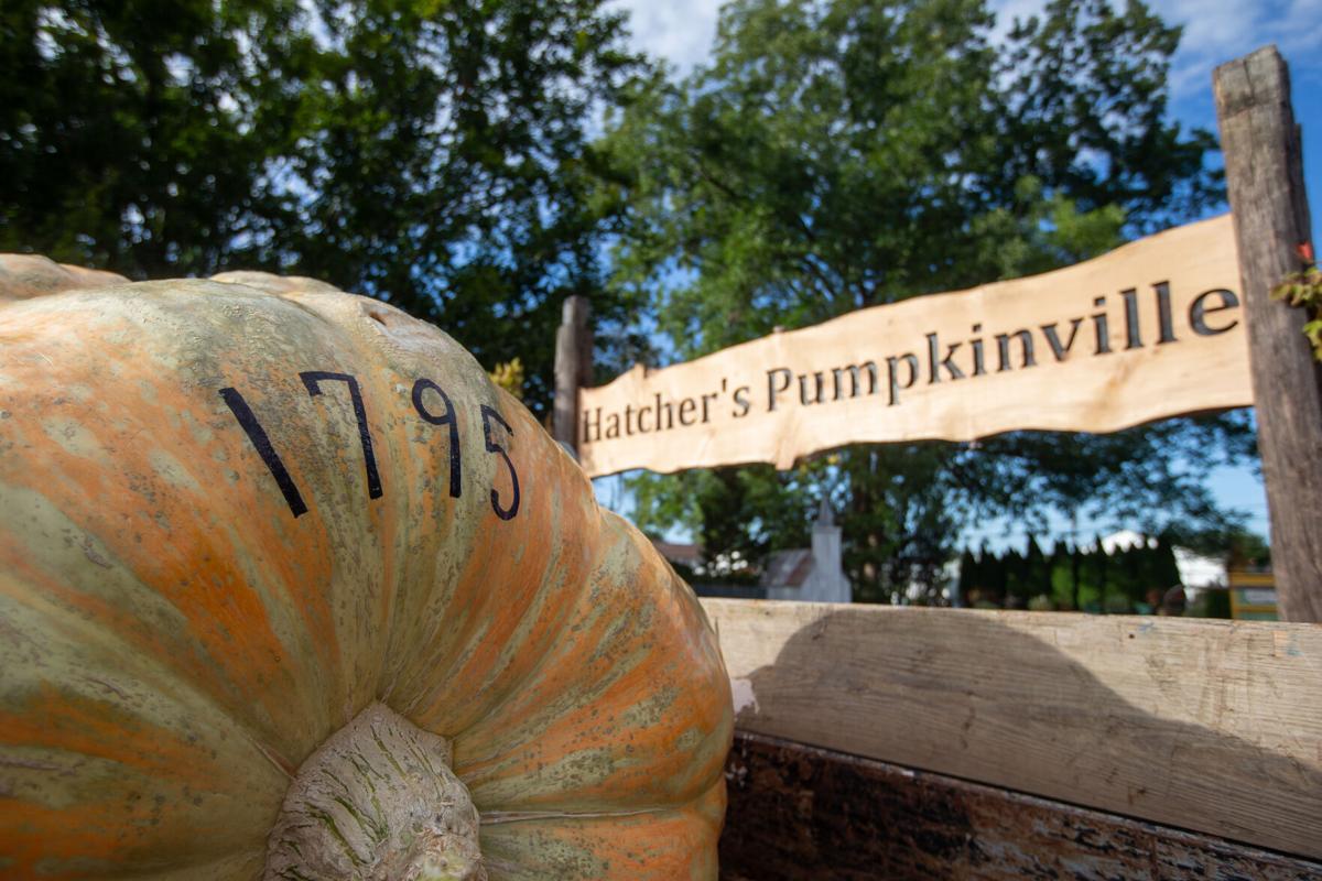 Photos Giant pumpkins unloaded at Hatcher's Greenhouse Multimedia