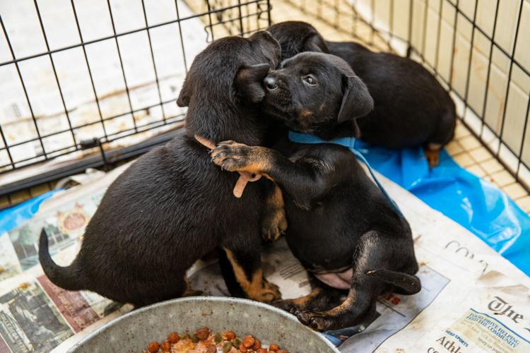 Shelter seeks fosters after recent puppy litter rescue | News |  herald-dispatch.com