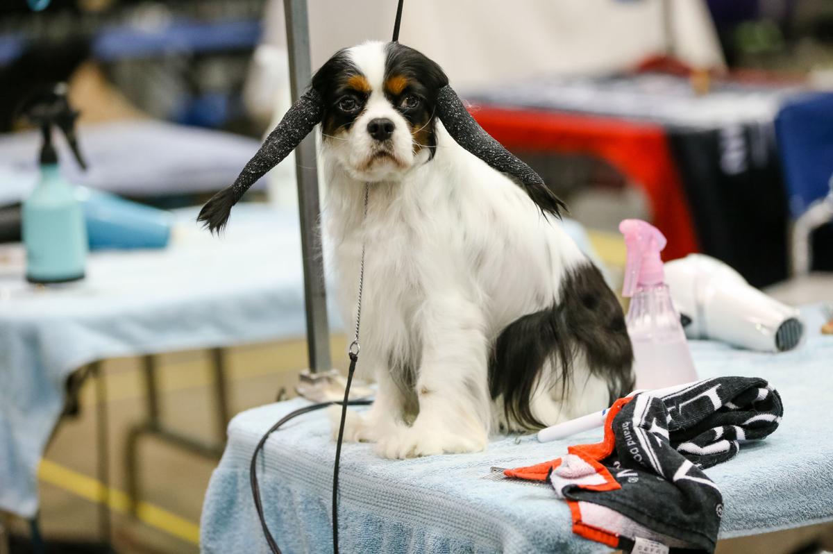 Photos Huntington Kennel Club dog show Multimedia