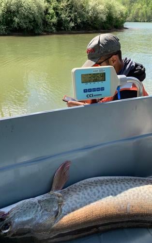 Record-breaking WV muskie didn't take long to catch, News