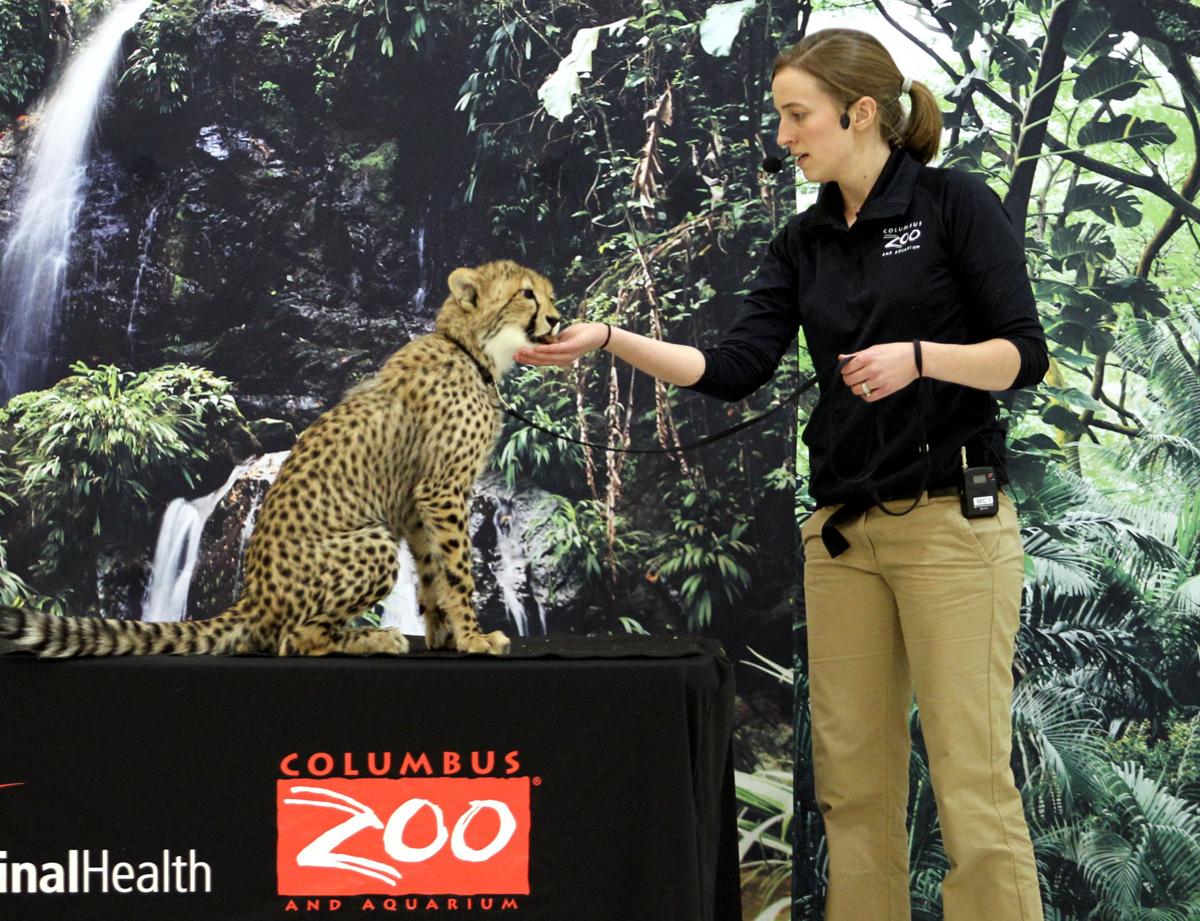 Columbus Zoo Nat Geo Team Up For New Tv Show Features Entertainment Herald Dispatch Com