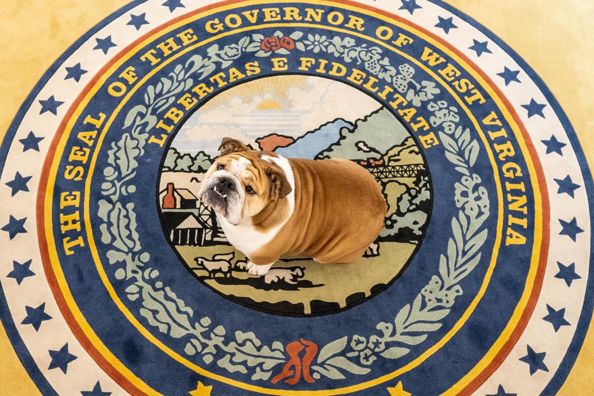 Happy birthday, Babydog! Governor's pet celebrates turning 3 this week