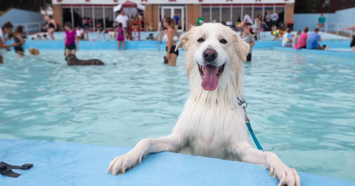 Photos: Dreamland Pool 2022 Dog Swim