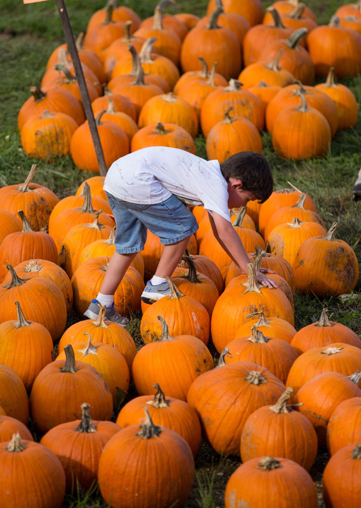 Photos West Virginia Pumpkin Festival Multimedia