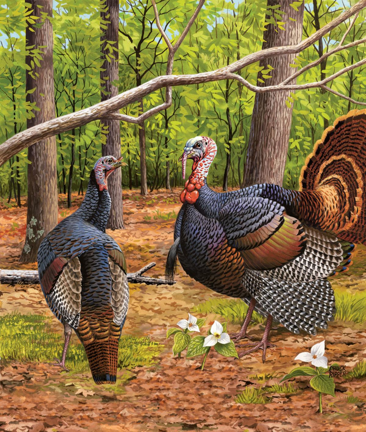 Gallery Wildlife artist Chuck Ripper Features/Entertainment herald