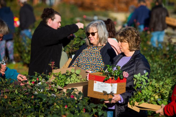 Photos: Rose Clipping Giveaway at Ritter Park | Multimedia | herald ...